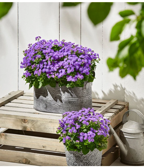 Leberbalsam 4 Leberbalsam – Bild 2