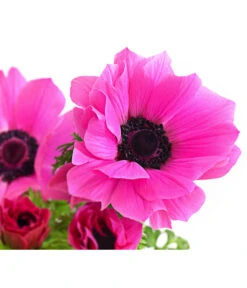 Beet- & Balkonpflanzen-Set Rosa Frühling, 6-teilig -Dehner 8809386 WE DE 002 AnemoneCoronariaKronenAnemoneRosaT12