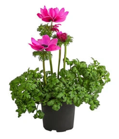 Beet- & Balkonpflanzen-Set Rosa Frühling, 6-teilig -Dehner 8809386 WE FS 002 AnemoneCoronariaKronenAnemoneRosaT12