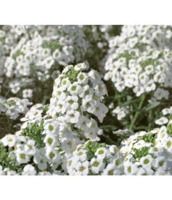 Duftsteinrich 8 Duftsteinrich -Dehner 8809568 WE DE 001 LobulariaSnowPrincessKientzler