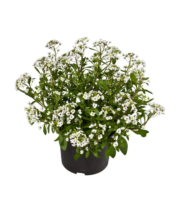 Duftsteinrich 4 Duftsteinrich – Bild 2