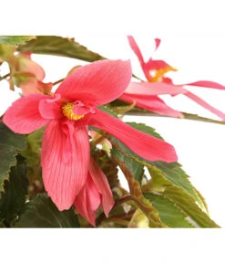 Hängebegonie, Verschiedene Sorten -Dehner 8809741 PR DE 001 HaengebegonieBoliviensisT12DehnerExpressHerzig