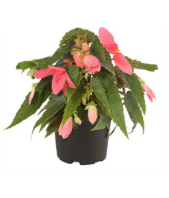 Hängebegonie, Verschiedene Sorten -Dehner 8809741 PR FS 001 HaengebegonieBoliviensisT12DehnerExpressHerzig