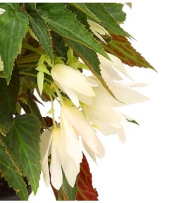 Hängebegonie, Verschiedene Sorten -Dehner 8809741 WE DE 002 HaengebegonieBoliviensisDehner