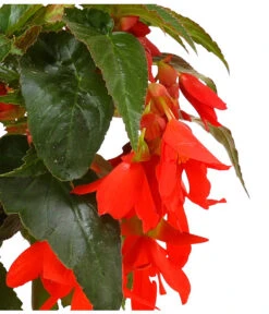 Hängebegonie, Verschiedene Sorten -Dehner 8809741 WE DE 003 HaengebegonieBoliviensisDehner