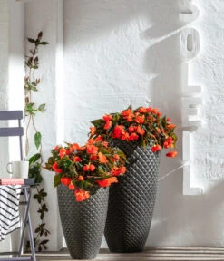 Hängebegonie, Verschiedene Sorten -Dehner 8809741 WE MO 001 BegoniaBoliviensis GC06 2022 02