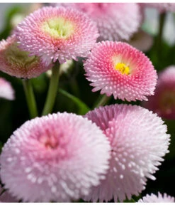 Gänseblümchen 'Erdbeersahne', Gefüllt 17 Gänseblümchen 'Erdbeersahne', Gefüllt -Dehner 8809857 PR DE 003 BellisRosaErdbeersahneGaensebluemchenSonderfarben 1