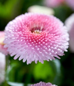 Beet- & Balkonpflanzen-Set Frühlingsfreude, 6-teilig -Dehner 8809857 WE DE 005 BellisRosaErdbeersahneGaensebluemchenSonderfarben