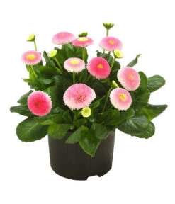 Beet- & Balkonpflanzen-Set Frühlingsfreude, 6-teilig -Dehner 8809857 WE FS 001 BellisSonderfarbenGaensebluemchenSofaErdbeersahne