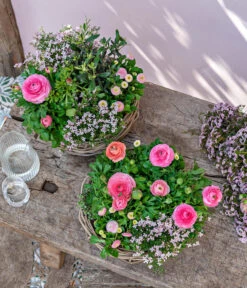 Gänseblümchen 'Erdbeersahne', Gefüllt 15 Gänseblümchen 'Erdbeersahne', Gefüllt -Dehner 8809857 WE MO 001 FrueheFarbefuersZuhauseRosa