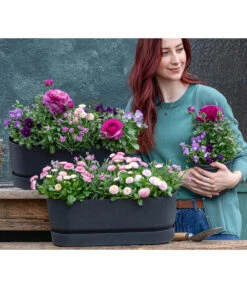 Gänseblümchen 'Erdbeersahne', Gefüllt 14 Gänseblümchen 'Erdbeersahne', Gefüllt -Dehner 8809857 WE MO 001 FruehlingRosa