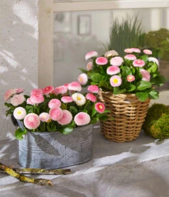 Dehner -Dehner 8809857 WE MO 004 BellisErdbeersahneT11