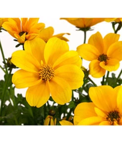 Goldmarie 'Golden Empire' -Dehner 8810038 PR DE 001 GoldmarieBidensFerulifoliaGoldenEmpireT11Herzig