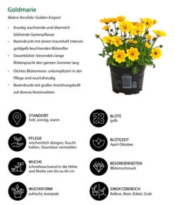 Goldmarie 'Golden Empire' -Dehner 8810038 WE IG 001 Goldmarie