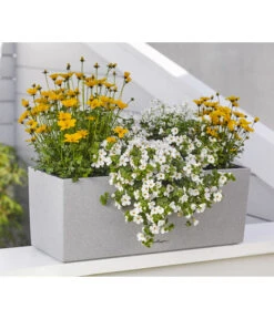 Goldmarie 'Golden Empire' -Dehner 8810038 WE MO 001 BidensGoldenEmpireSuteraEuphorbiaDiamondfrost