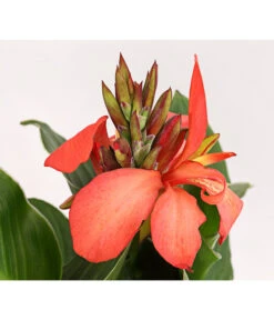 Indisches Blumenrohr, Verschiedene Sorten -Dehner 8810384 PR DE 002 CannaBlumenrohrT12DehnerExpressHerzig