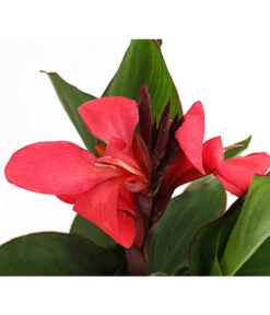 Indisches Blumenrohr, Verschiedene Sorten -Dehner 8810384 PR DE 003 CannaBlumenrohrT12DehnerExpressHerzig