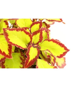 Beet- & Balkonpflanzen-Set Farbexplosion, 6-teilig 14 Beet- & Balkonpflanzen-Set Farbexplosion, 6-teilig -Dehner 8811127 PR DE 002 BuntnesselSolenostemonT13DehnerExpressHerzig