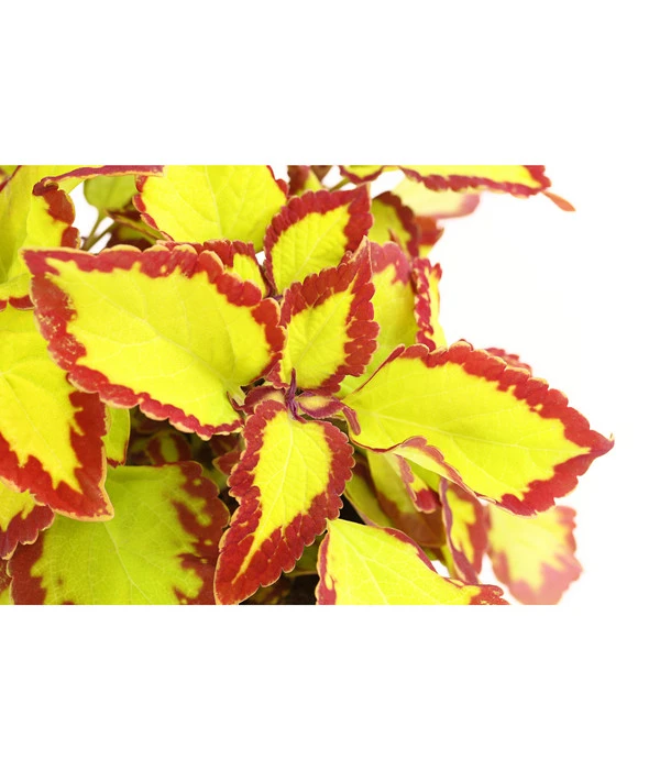 Beet- & Balkonpflanzen-Set Farbexplosion, 6-teilig 7 Beet- & Balkonpflanzen-Set Farbexplosion, 6-teilig – Bild 5