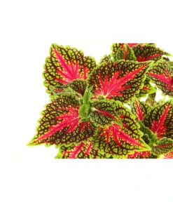 Beet- & Balkonpflanzen-Set Farbexplosion, 6-teilig 16 Beet- & Balkonpflanzen-Set Farbexplosion, 6-teilig -Dehner 8811127 PR DE 005 BuntnesselSolenostemonT13DehnerExpressHerzig