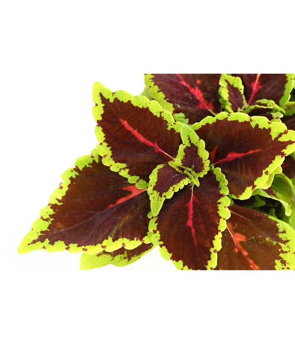 Beet- & Balkonpflanzen-Set Farbexplosion, 6-teilig 5 Beet- & Balkonpflanzen-Set Farbexplosion, 6-teilig – Bild 3