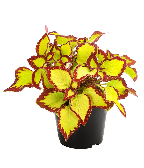 Beet- & Balkonpflanzen-Set Farbexplosion, 6-teilig 6 Beet- & Balkonpflanzen-Set Farbexplosion, 6-teilig – Bild 4