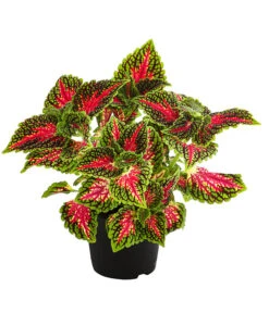 Beet- & Balkonpflanzen-Set Farbexplosion, 6-teilig 15 Beet- & Balkonpflanzen-Set Farbexplosion, 6-teilig -Dehner 8811127 PR FS 005 BuntnesselSolenostemonT13DehnerExpressHerzig