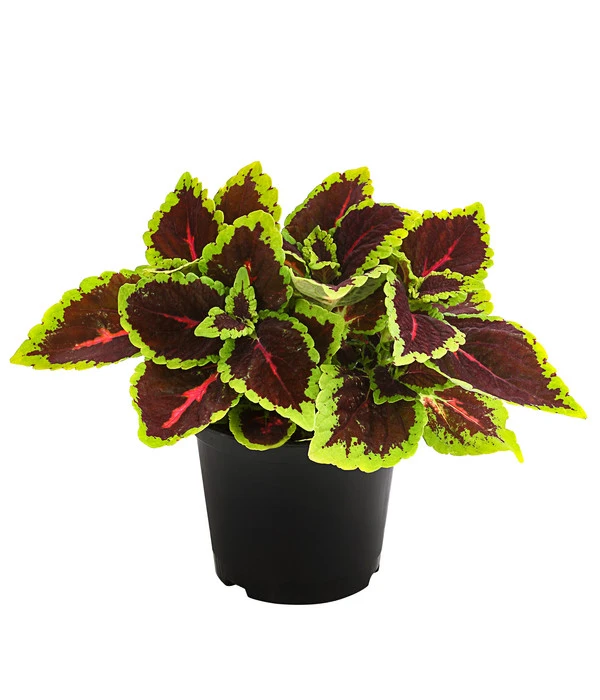 Beet- & Balkonpflanzen-Set Farbexplosion, 6-teilig 4 Beet- & Balkonpflanzen-Set Farbexplosion, 6-teilig – Bild 2