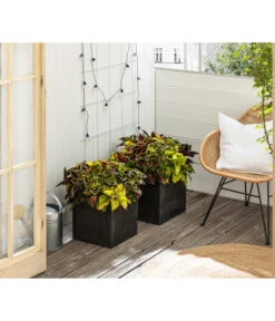 Buntnessel-Trio - Solenostemon Scutellarioides -Dehner 8811127 WE MO 001 SolenostemonBuntnesselT13 BestOf 2022 Header Querformt