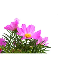 Schmuckkörbchen, Verschiedene Farben -Dehner 8811192 WE DE 001 SchmuckkoerbchenLilaT12