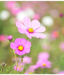 Schmuckkörbchen, Verschiedene Farben -Dehner 8811192 WE DE 002 CosmosRosaPixabay