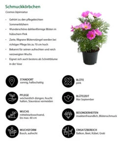 Schmuckkörbchen, Verschiedene Farben -Dehner 8811192 WE IG 001 SchmuckkoerbchenCosmosBipinnatusT12DehnerExpressHerzig