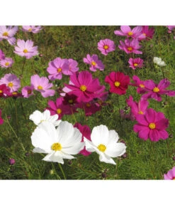 Schmuckkörbchen, Verschiedene Farben -Dehner 8811192 WE MO 003 CosmosBipinnatusSchmuckkoerbchenPixabay