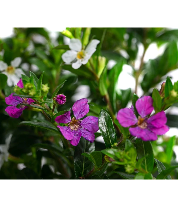 Köcherblümchen-Duo 6 Köcherblümchen-Duo – Bild 4