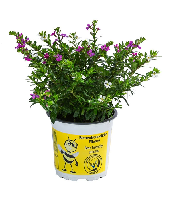 Köcherblümchen-Duo 3 Köcherblümchen-Duo