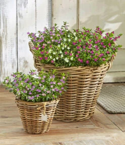 Köcherblümchen-Duo 8 Köcherblümchen-Duo -Dehner 8811366 WE MO 001 KoecherbluemchenCupheaHyssopifoliaFlorygloryT12