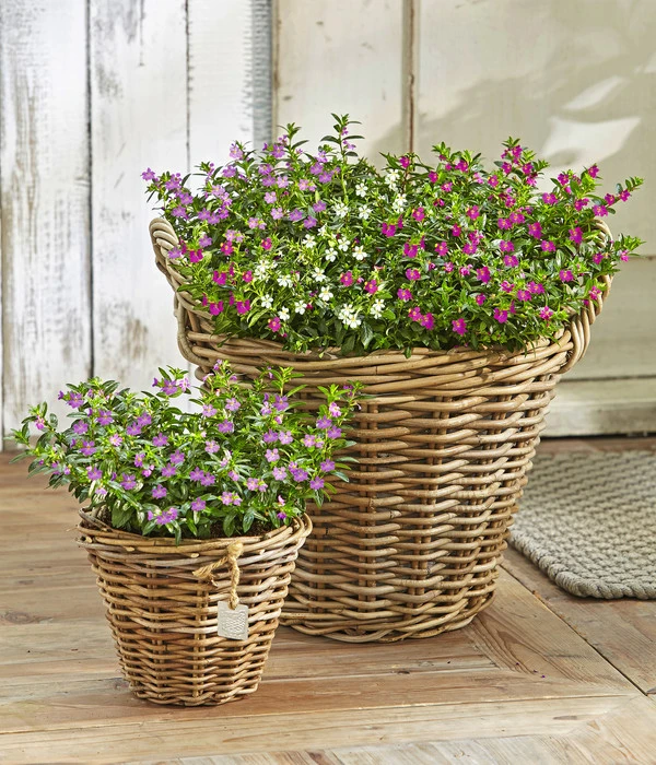 Köcherblümchen-Duo 5 Köcherblümchen-Duo – Bild 3