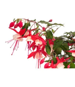 Fuchsie, Hängend -Dehner 8812703 WE DE 001 FuchsieT12