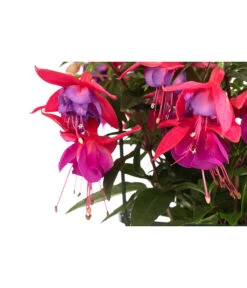 Fuchsie, Hängend -Dehner 8812703 WE DE 002 FuchsieT12