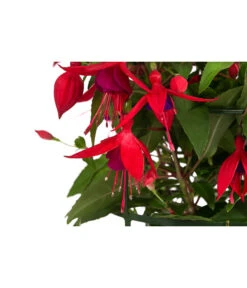 Fuchsie, Hängend -Dehner 8812703 WE DE 004 FuchsieT12