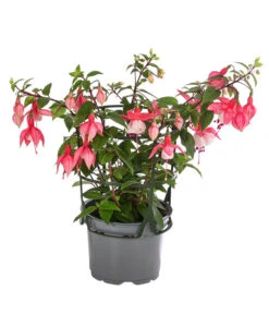 Fuchsie, Hängend -Dehner 8812703 WE FS 003 FuchsieT12