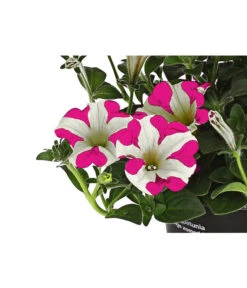 Hängepetunie 'Pink Heart®' -Dehner 8814899 WE DE 001 HaengepetuniePinkHeart