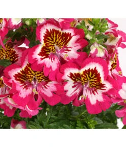 Bauernorchidee -Dehner 8815367 PR DE 001 SchizanthusT12DehnerExpressHerzig