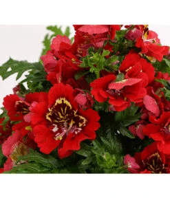 Bauernorchidee -Dehner 8815367 PR DE 003 SchizanthusT12DehnerExpressHerzig