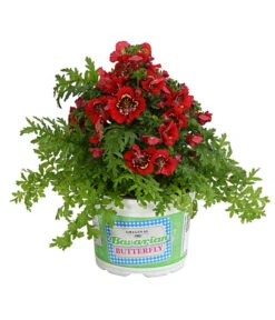 Bauernorchidee -Dehner 8815367 PR FS 003 SchizanthusT12DehnerExpressHerzig