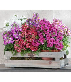 Bauernorchidee -Dehner 8815367 PR MO 002 SchizanthusT12BL18NEUUveSauer