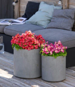 Bauernorchidee -Dehner 8815367 WE MO 001 Bauernorchidee