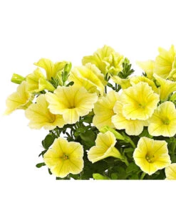 Hängepetunie, Gelb 6 Hängepetunie, Gelb -Dehner 8816092 WE DE 001 HaengepetunieGelbOWDehnerExpressHerzig