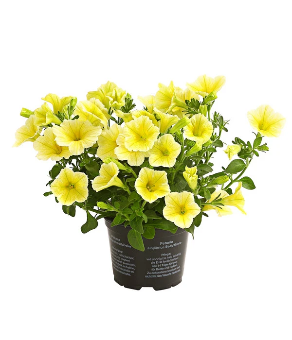 Hängepetunie, Gelb 3 Hängepetunie, Gelb