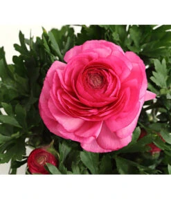 Beet- & Balkonpflanzen-Set Rosa Frühling, 6-teilig -Dehner 8817355 PR DE 004 RanunkelnT11DehnerExpressHerzig